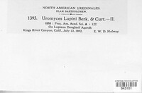 Uromyces lupini image